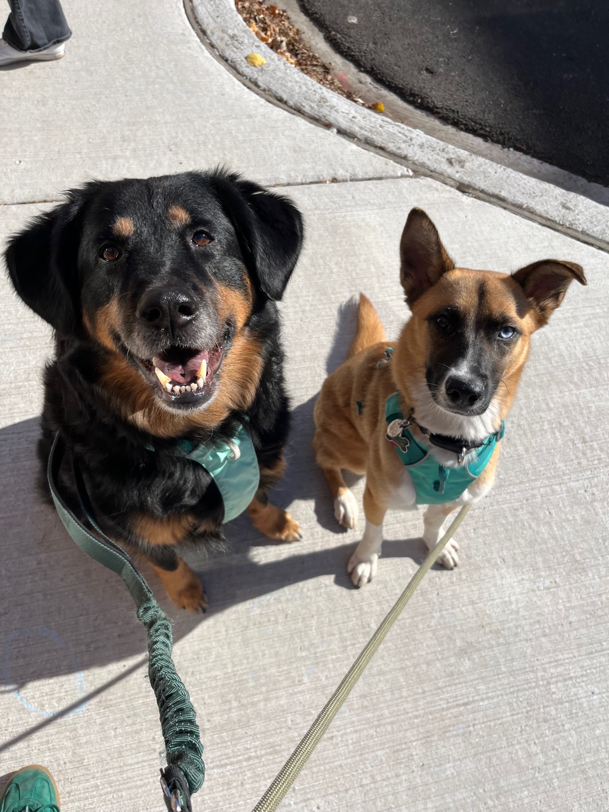 Pando and Gobi sitting on a sidewalk looking up at the camera, both wearing teal bandanas and harnesses